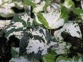 Calico English Ivy / Hedera helix 